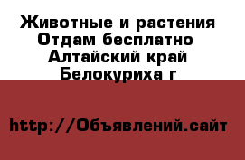 Животные и растения Отдам бесплатно. Алтайский край,Белокуриха г.